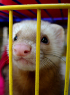 Ferret