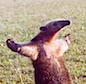 anteater.png