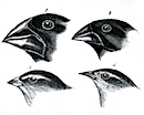 finches.png